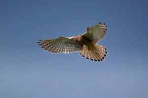 Falcon With Wings Spread Out Wallpaper