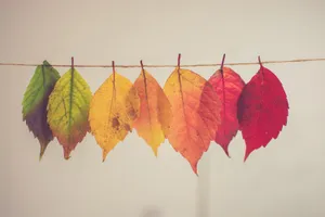 Fall Aesthetic Hanging Leaves Wallpaper