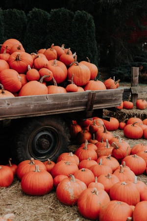 Fall Aesthetic Iphone Truck Many Pumpkins Wallpaper