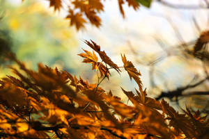 Fall Colors Of Red, Yellow And Orange Fill The Landscape With A Carpet Of Maples Leaves. Wallpaper