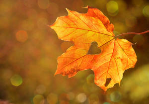 Fall Leaves Heart-shaped Hole Wallpaper