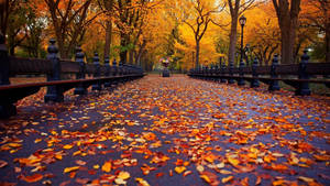 Fall Maple Leaves Wallpaper