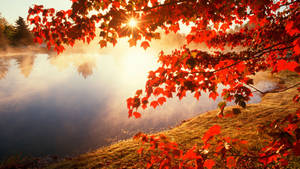 Fall Red Autumn Leaves Wallpaper