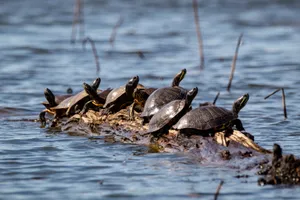 Fallout 76 - Exploring The Wasteland Wallpaper