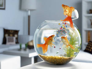 Fancy Goldfishes In A Bowl Wallpaper