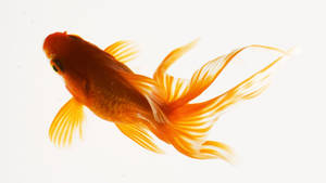 Fantail Goldfish Beauty Wallpaper