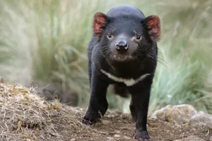 Fantastic Hd Tasmanian Devil Wallpaper Wallpaper