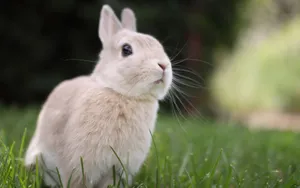 Fantastic Light Pink Bunny Wallpaper