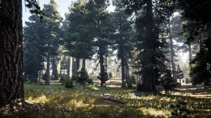 Far Cry 5 Beautiful Forest Wallpaper