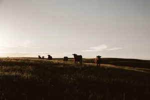 Far Shot Of Cute Cows On Grass During Overcast Wallpaper