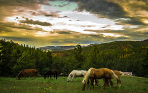 Farm Animal Shot Of Mares Wallpaper