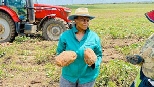 Farmer Harvesting Vegetables Wallpaper