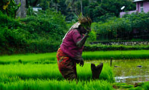 Farmer_ Planting_ Rice_ Seedlings Wallpaper