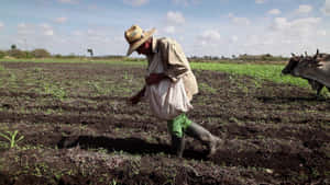 Farmer_ Ploughing_ Field_with_ Oxen.jpg Wallpaper