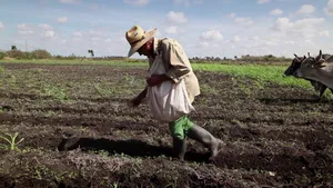 Farmer_ Ploughing_ Field_with_ Oxen.jpg Wallpaper