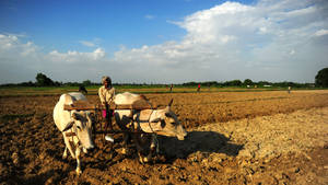 Farmer With Two Cows Wallpaper