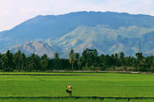 Farmerin Green Rice Field Wallpaper