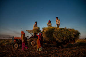 Farmers Riding Tractor Wallpaper