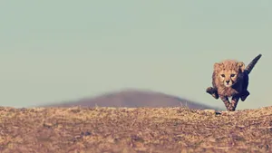 Fast Cheetah In A Desert Wallpaper