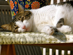 Fat Cat Relaxing Wallpaper