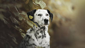 Fearsome Dalmatian Dog Wallpaper