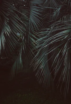 Feather-leaved Palms In The Jungle Wallpaper