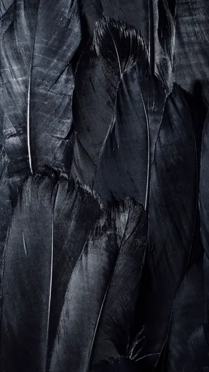 Feathers 4k Ultra Hd Dark Phone Wallpaper