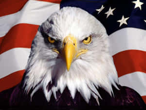 Feel Freedom In American Eagle Apparel Wallpaper