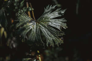 Feel In Awe Of Nature's Dark Beauty Wallpaper