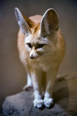 Fennec Fox Close-up Wallpaper