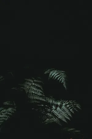 Fern Black Iphone Wallpaper