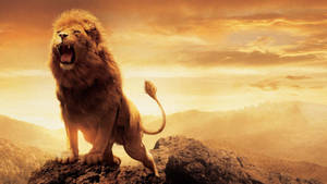 Ferocious Image For 3d Lion Background Wallpaper