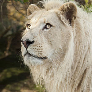 Ferocious White Lion Wallpaper