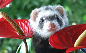 Ferret Red Leaf Wallpaper