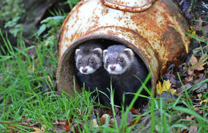 Ferrets In Wild Wallpaper