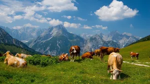 Field Full Of Cow Wallpaper