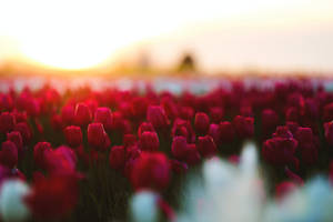 Field Of Red Roses Wallpaper