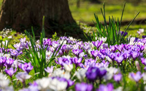 Field Of Saffron Crocus Wallpaper