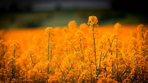 Field Orange Flowers Aesthetic Wallpaper