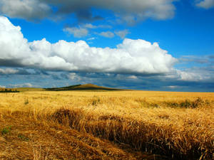 Field, Wheat, Autumn, Cleaning, Kazakhstan, Petropavlovsk, Heaven, Cloud, Distance, Endless Wallpaper