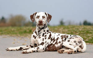 Fierce Dalmatian Dog Wallpaper