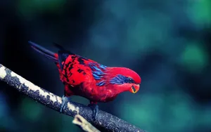 Fierce Red Blue Bird Wallpaper