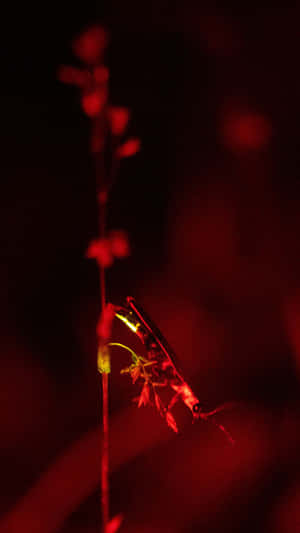 Firefly Illuminationin Red Night Wallpaper