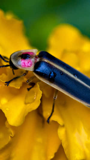 Fireflyon Yellow Flower Macro Wallpaper