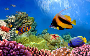 Fish Coral Reef Hd Wallpaper