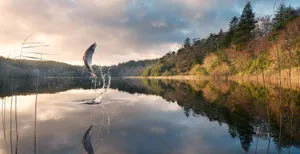 Fish In Fishing Lake Wallpaper