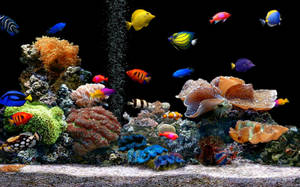 Fish Tank Live 3d Wallpaper