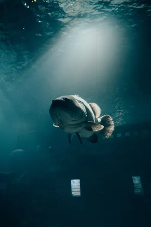 Fish Underwater Awesome Animal Wallpaper