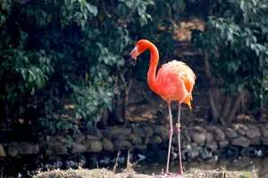 Flamingo Beside Lake Shore Wallpaper