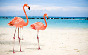 Flamingos At Aruba Beach Wallpaper